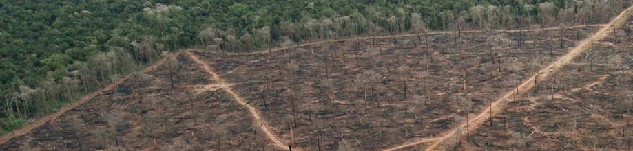Deforestation and REDD Measures in the Amazon | REBRAF, Brazil