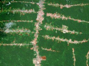 REBRAF - deforestation and REED in the amazon